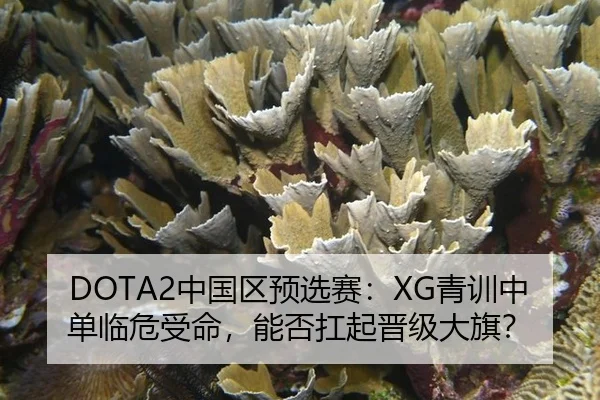 zhong-guo-qu-yu-xuan-sai-qing-xun-zhong-dan-lin-wei-shou-ming-neng-fou-kang-qi-jin-ji-da-qi-3-101.jpg
