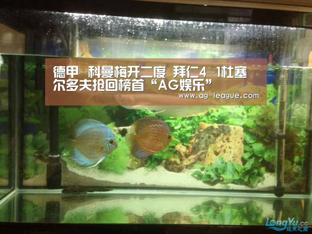 AG真人